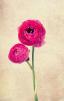 Ranunculus ծաղիկների | ծաղկեպսակների առաքում Երևան