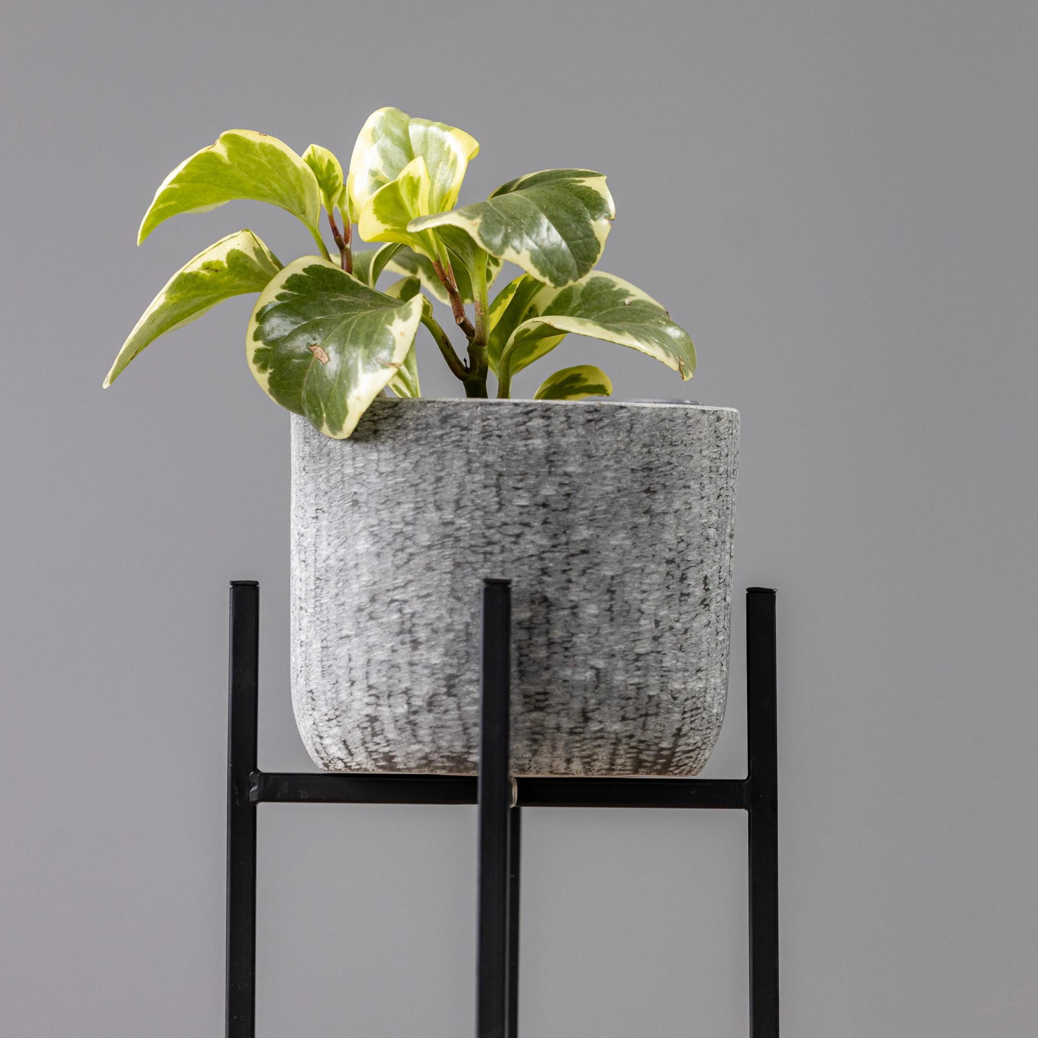 Peperomia | ծաղիկներ, ծաղկեպսակներ, բույսեր Երևան