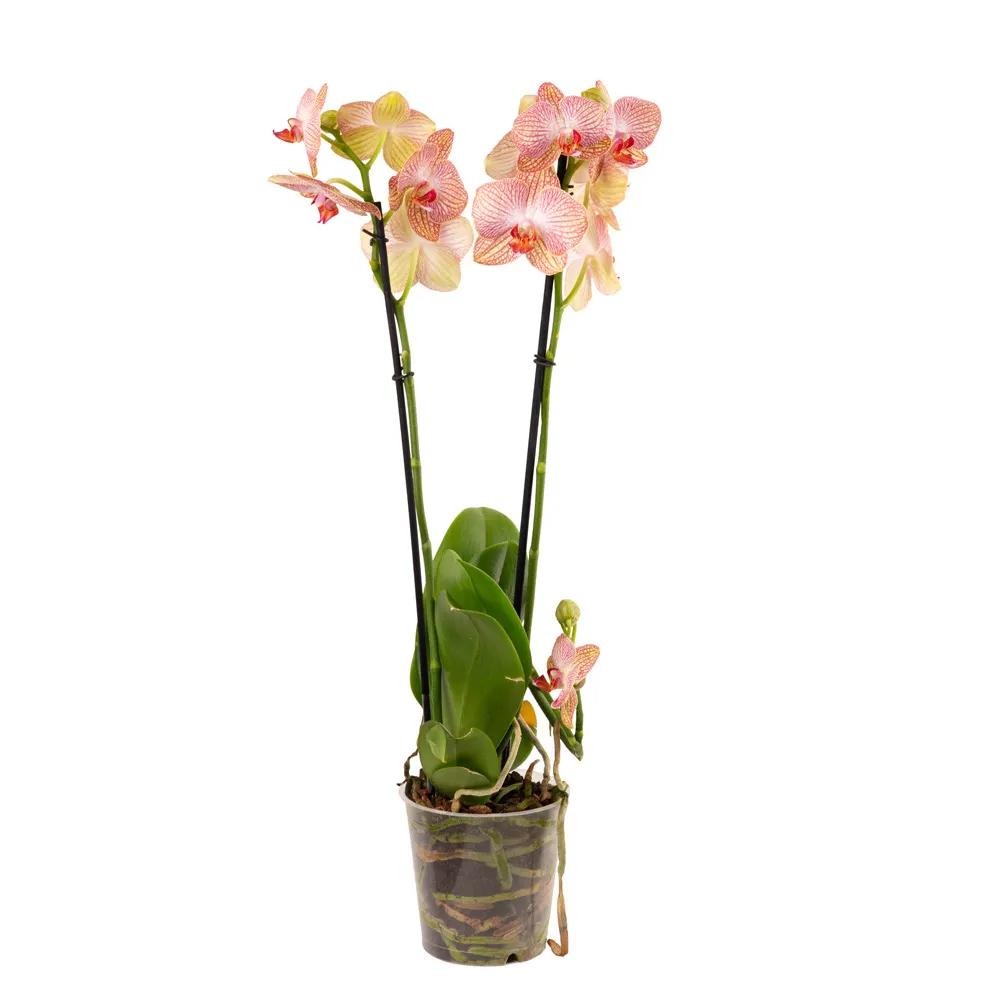 Orchid | ծաղիկներ, ծաղկեպսակներ, բույսեր Երևան