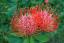 Leucospermum ծաղիկների | ծաղկեպսակների առաքում Երևան Leucospermum ծաղիկների | ծաղկեպսակների առաքում Երևան