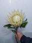 Protea ծաղիկների | ծաղկեպսակների առաքում Երևան Protea ծաղիկների | ծաղկեպսակների առաքում Երևան