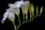 Freesia ծաղիկների | ծաղկեպսակների առաքում Երևան Freesia ծաղիկների | ծաղկեպսակների առաքում Երևան