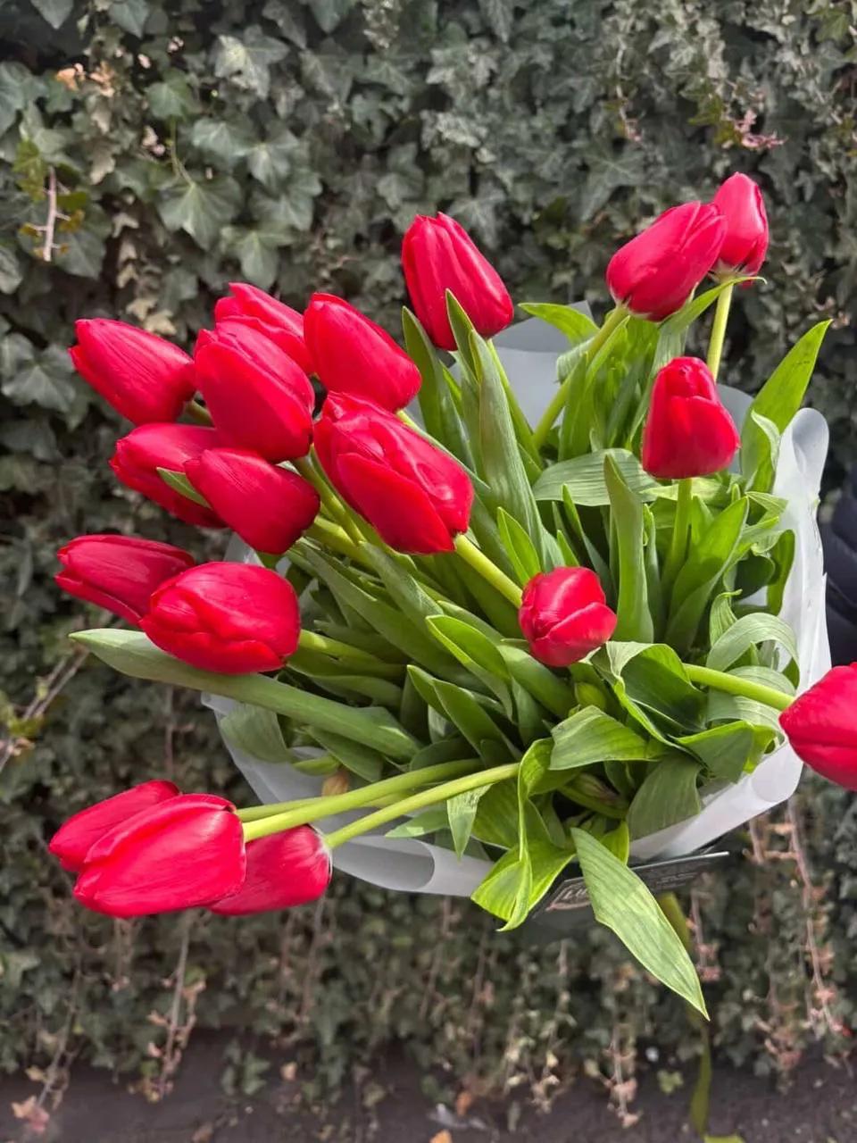 Pink tulips | ծաղիկներ, ծաղկեպսակներ, բույսեր Երևան Pink tulips | ծաղիկներ, ծաղկեպսակներ, բույսեր Երևան
