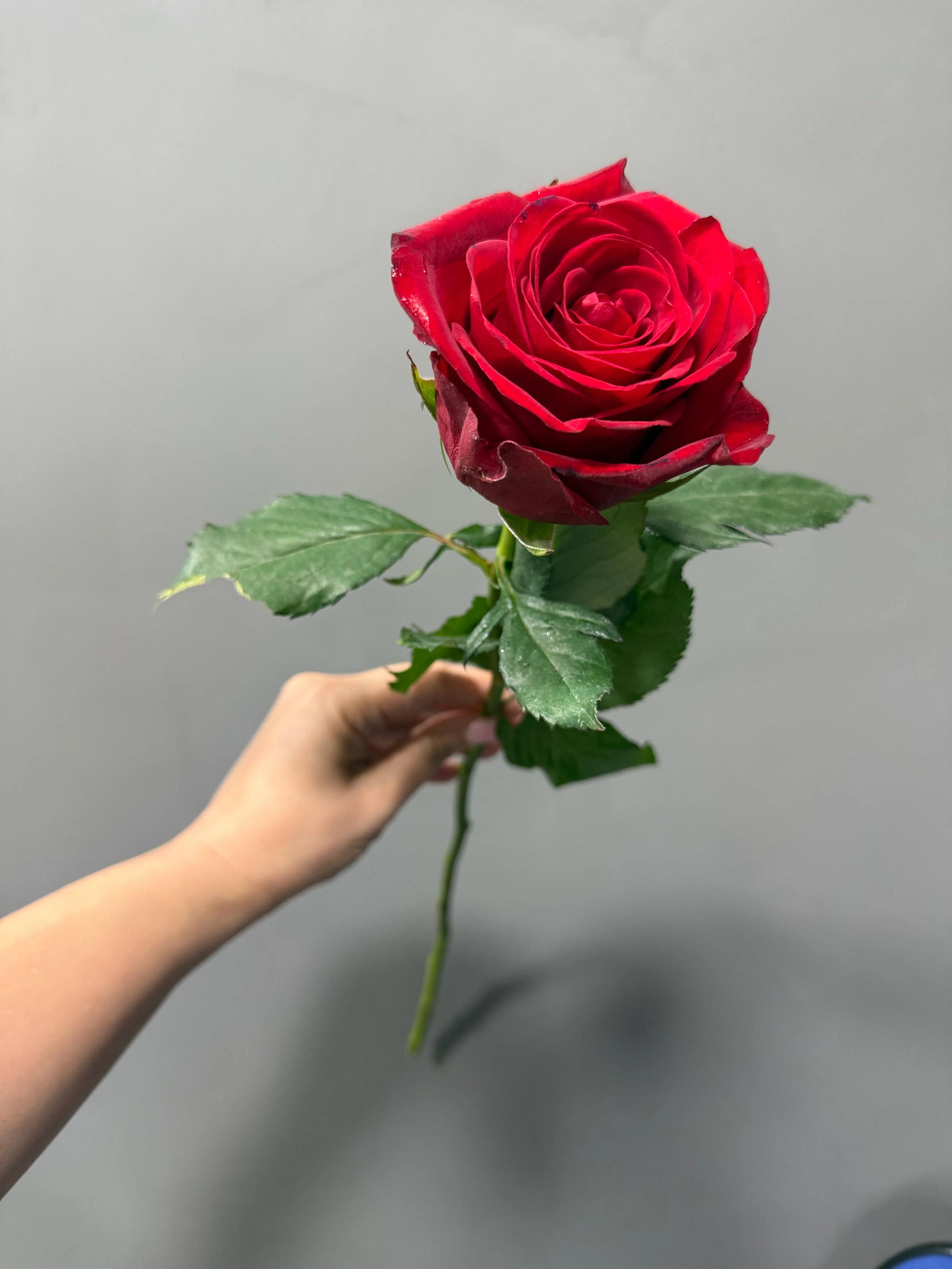 Red rose | ծաղիկներ, ծաղկեպսակներ, բույսեր Երևան Red rose | ծաղիկներ, ծաղկեպսակներ, բույսեր Երևան