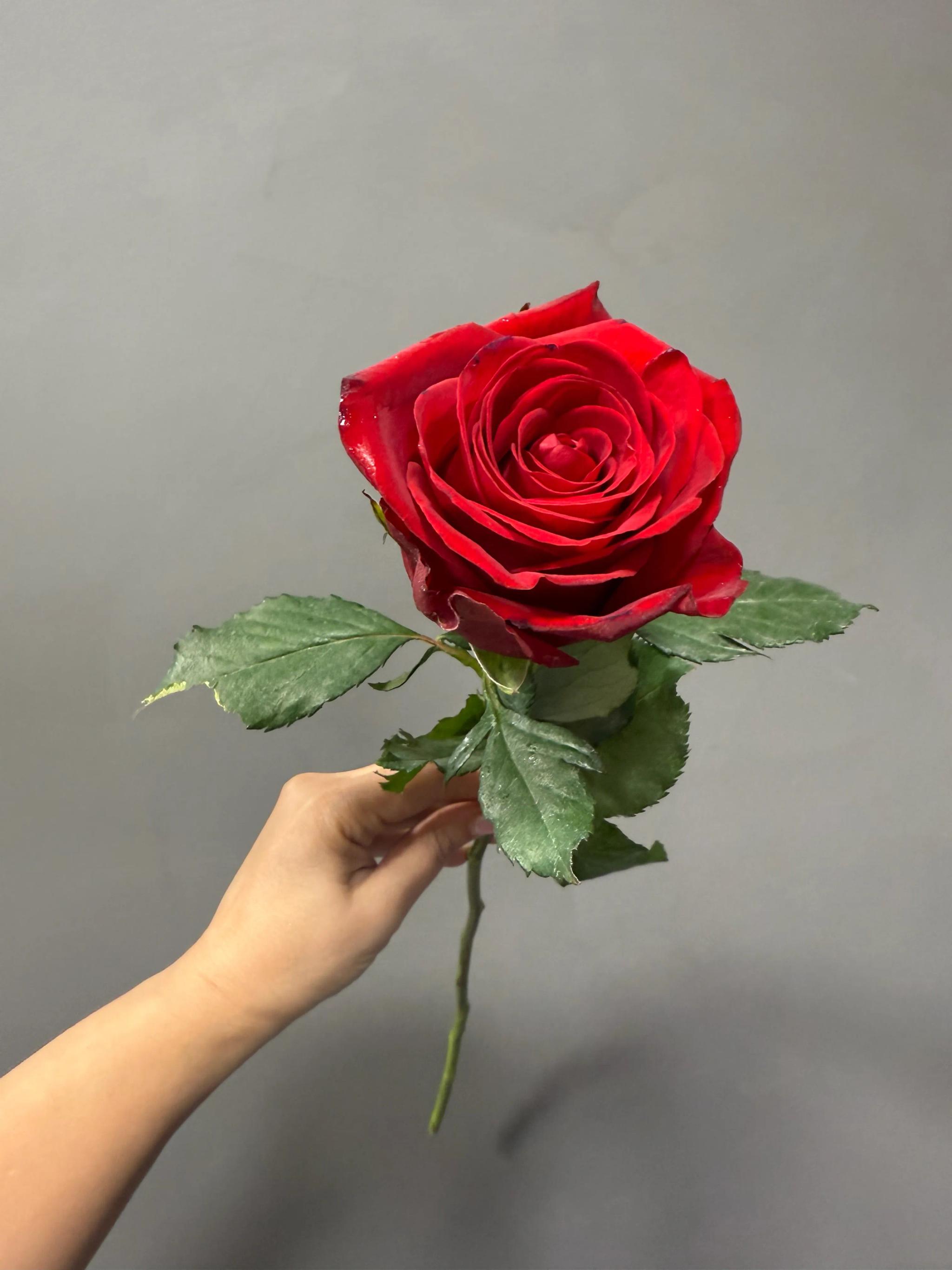 Red rose | ծաղիկներ, ծաղկեպսակներ, բույսեր Երևան Red rose | ծաղիկներ, ծաղկեպսակներ, բույսեր Երևան