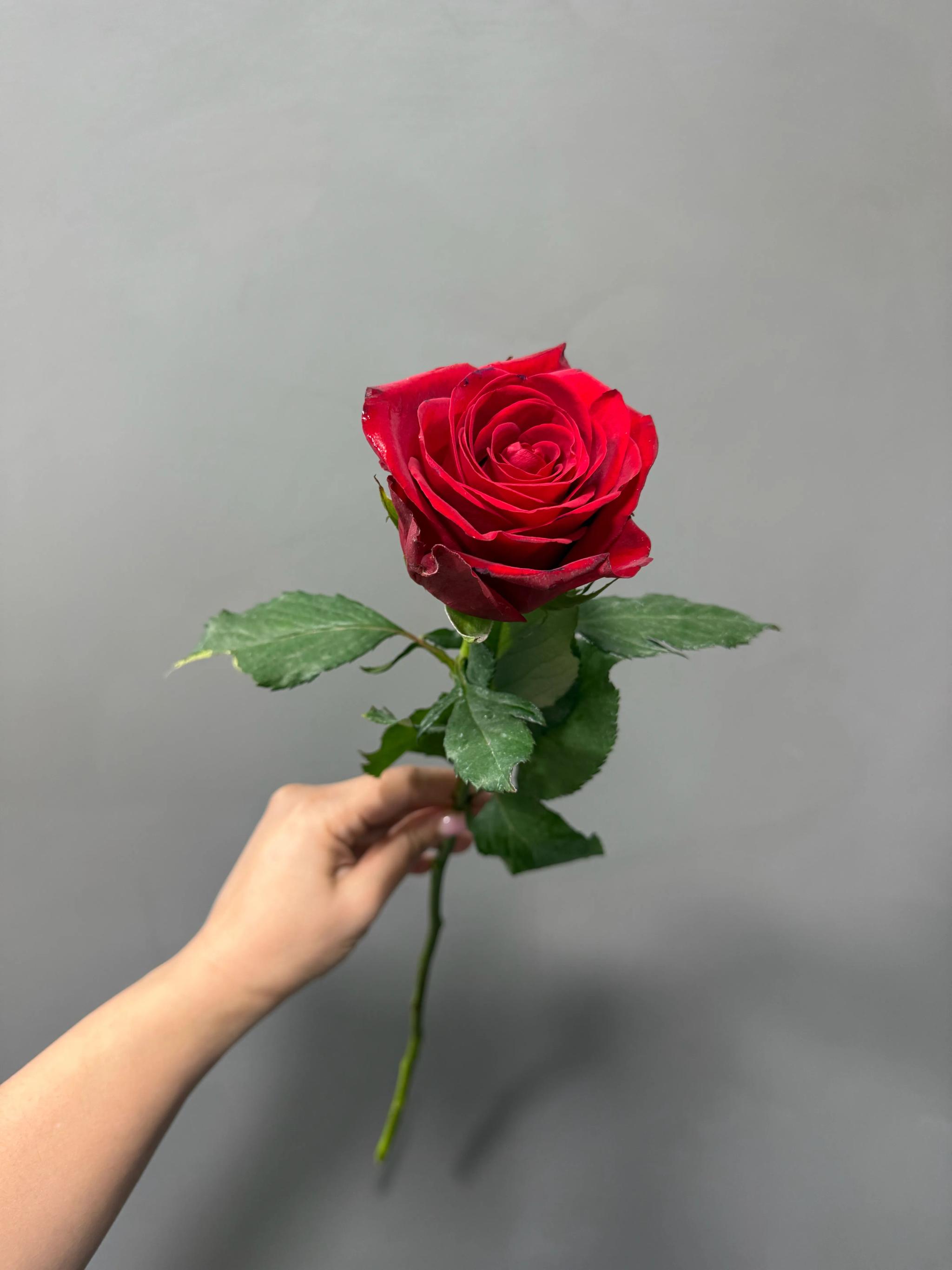Red rose | ծաղիկներ, ծաղկեպսակներ, բույսեր Երևան Red rose | ծաղիկներ, ծաղկեպսակներ, բույսեր Երևան