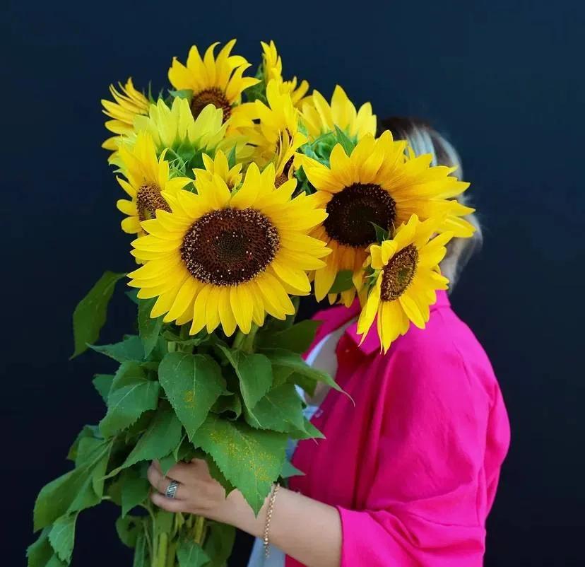 Sunflower | ծաղիկներ, ծաղկեպսակներ, բույսեր Երևան Sunflower | ծաղիկներ, ծաղկեպսակներ, բույսեր Երևան
