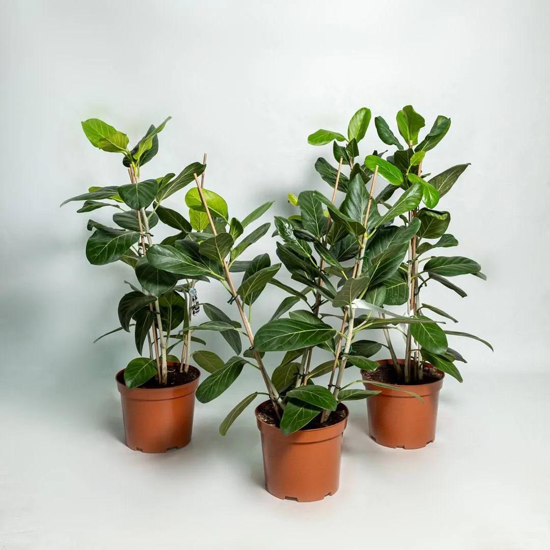 Ficus Audrey | ծաղիկներ, ծաղկեպսակներ, բույսեր Երևան Ficus Audrey | ծաղիկներ, ծաղկեպսակներ, բույսեր Երևան