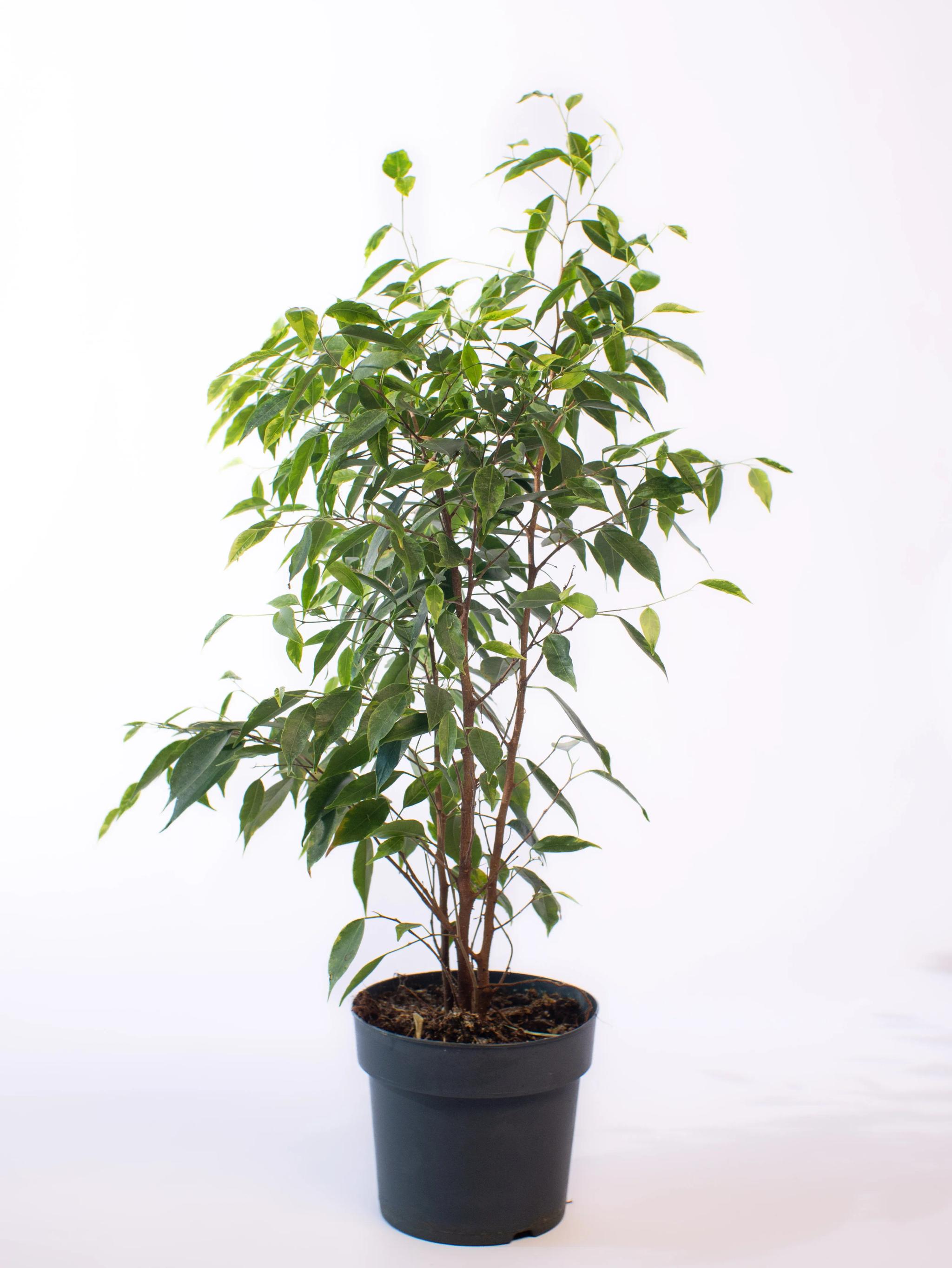 Ficus Anastasia | ծաղիկներ, ծաղկեպսակներ, բույսեր Երևան Ficus Anastasia | ծաղիկներ, ծաղկեպսակներ, բույսեր Երևան