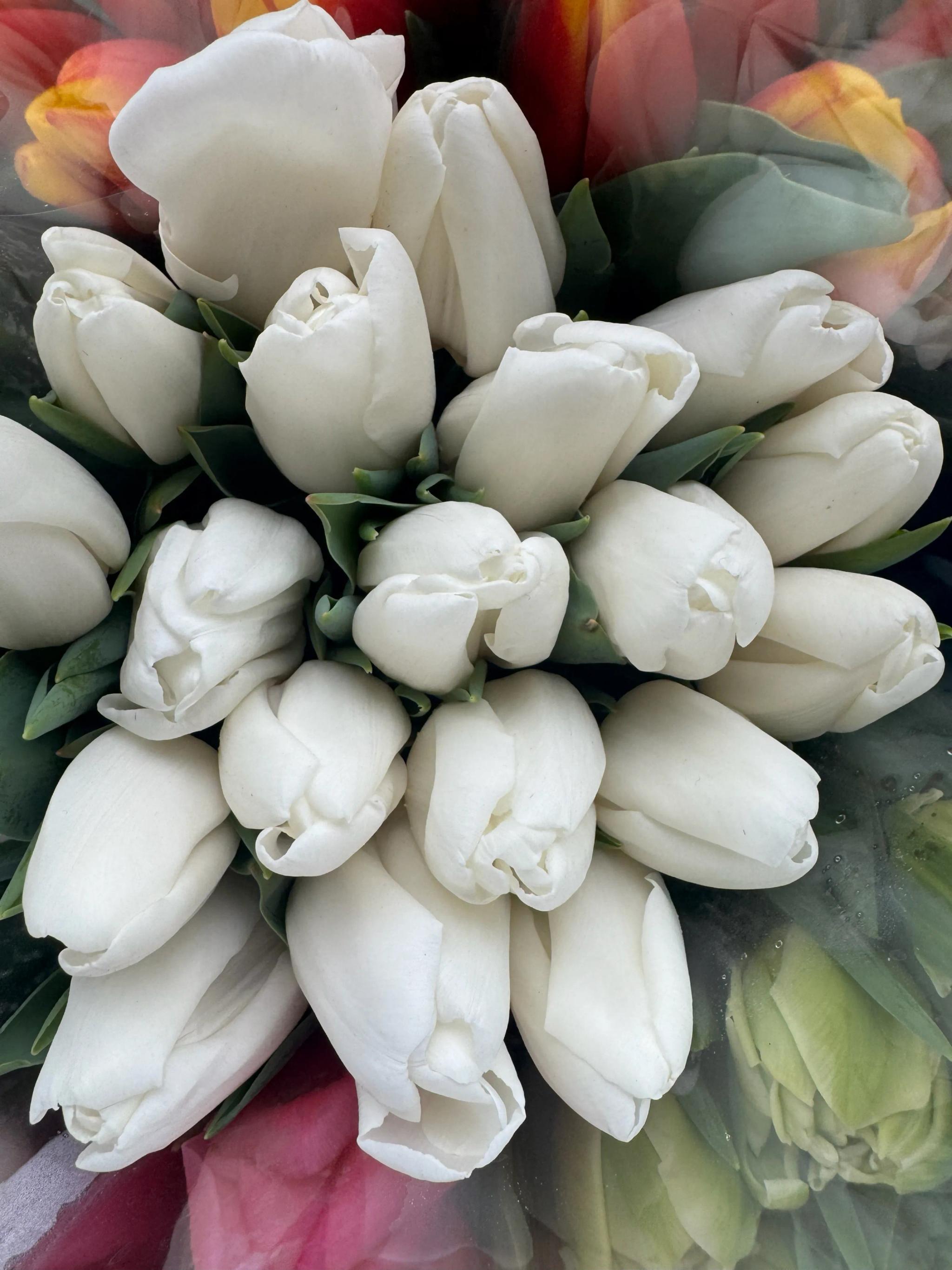 Tulips of different colors | ծաղիկներ, ծաղկեպսակներ, բույսեր Երևան Tulips of different colors | ծաղիկներ, ծաղկեպսակներ, բույսեր Երևան