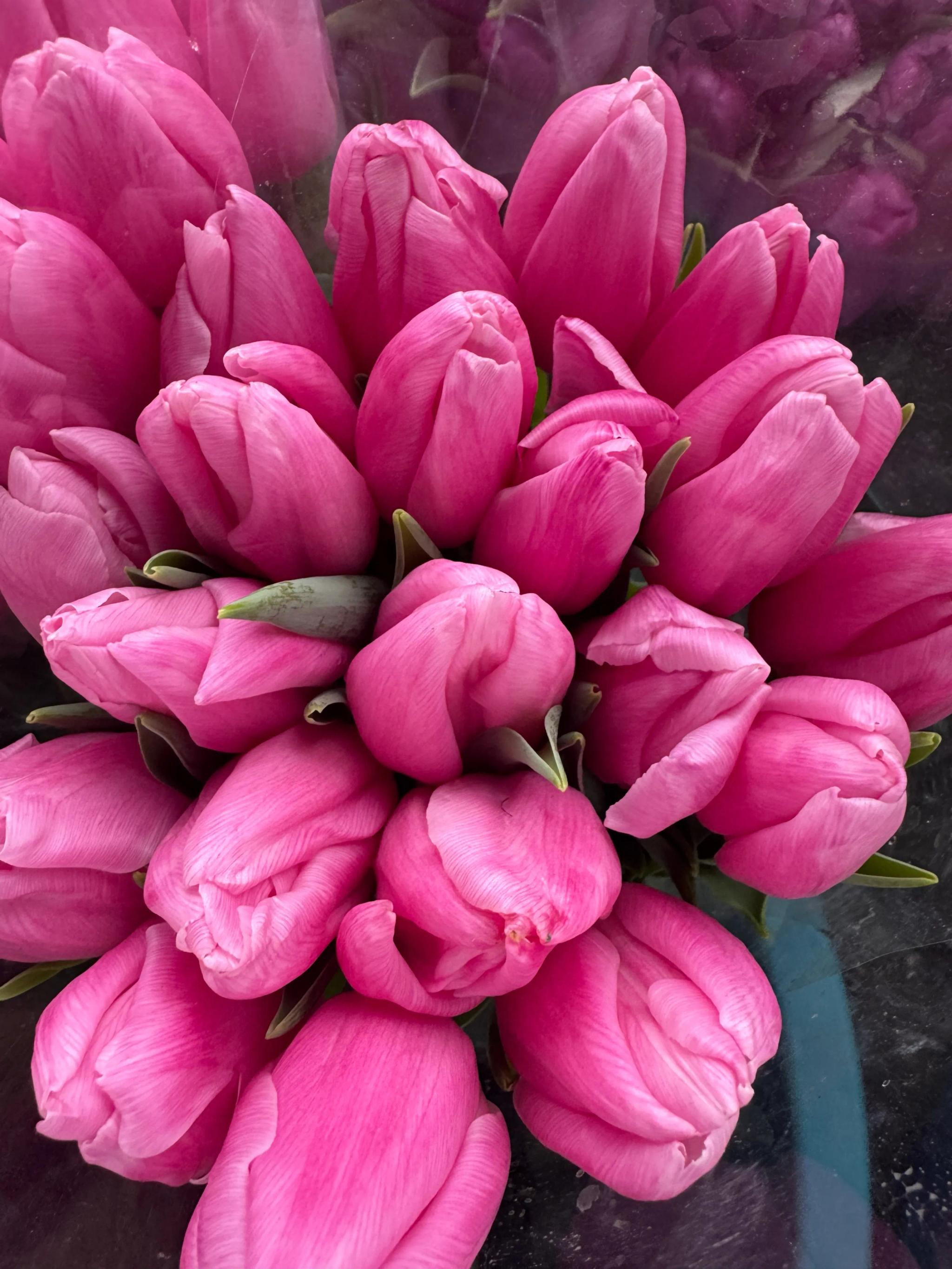 Tulips of different colors | ծաղիկներ, ծաղկեպսակներ, բույսեր Երևան Tulips of different colors | ծաղիկներ, ծաղկեպսակներ, բույսեր Երևան
