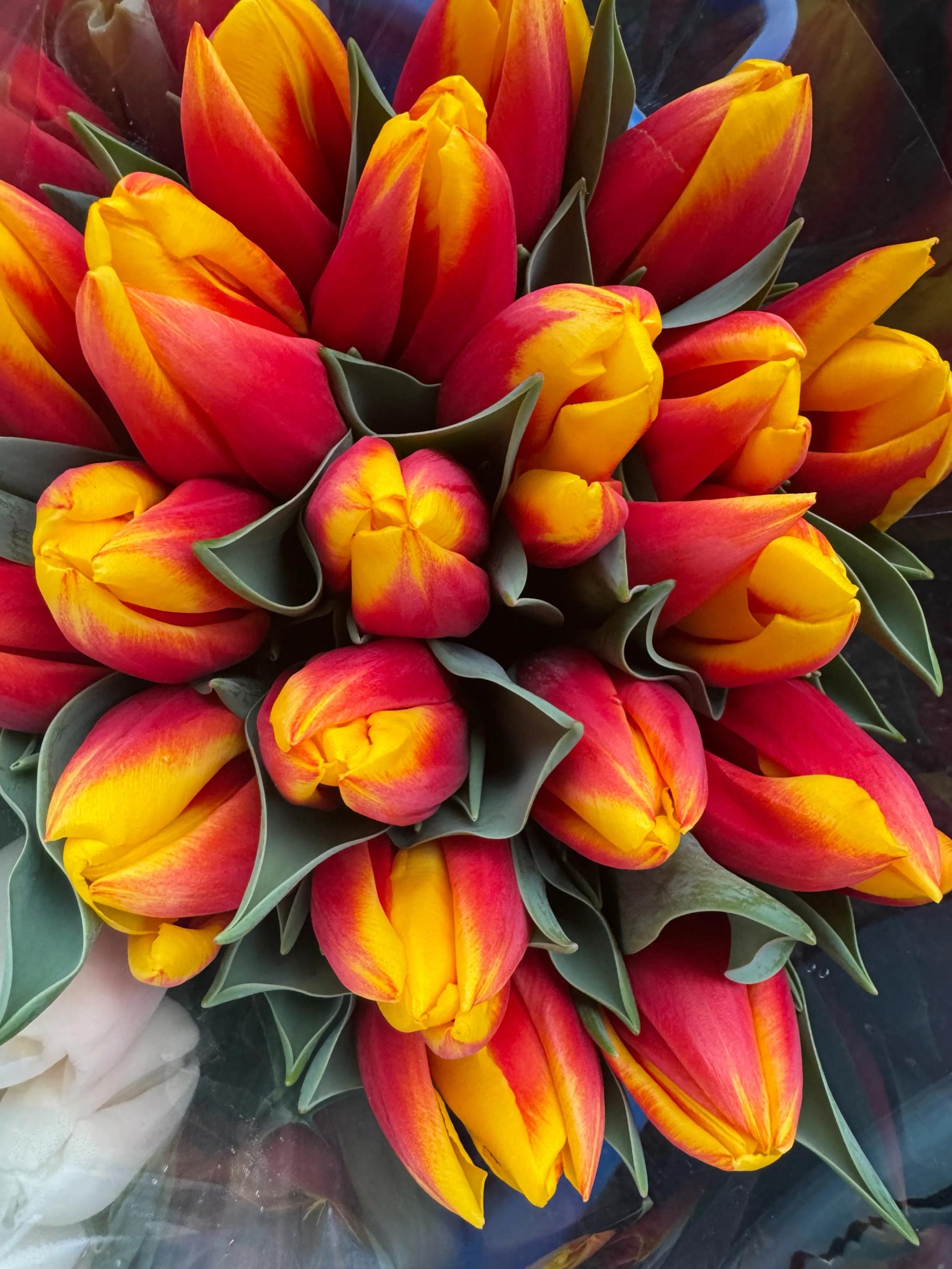 Tulips of different colors | ծաղիկներ, ծաղկեպսակներ, բույսեր Երևան Tulips of different colors | ծաղիկներ, ծաղկեպսակներ, բույսեր Երևան