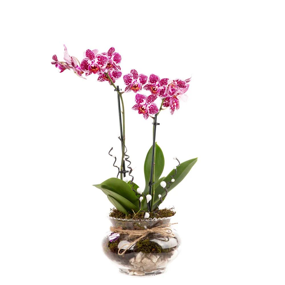 Composition with orchids (Multi) | ծաղիկներ, ծաղկեպսակներ, բույսեր Երևան Composition with orchids (Multi) | ծաղիկներ, ծաղկեպսակներ, բույսեր Երևան