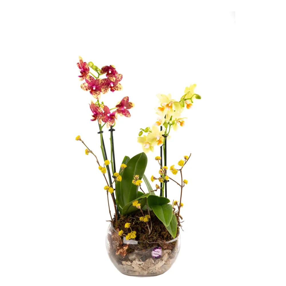Composition with orchids (Multi) | ծաղիկներ, ծաղկեպսակներ, բույսեր Երևան Composition with orchids (Multi) | ծաղիկներ, ծաղկեպսակներ, բույսեր Երևան