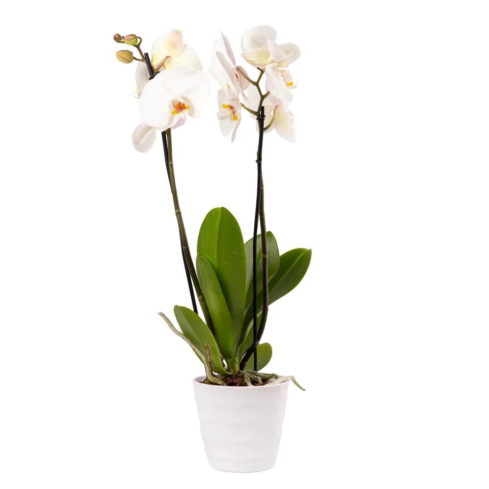 Orchid with decorative caspo | ծաղիկներ, ծաղկեպսակներ, բույսեր - առաքում Երևան Orchid with decorative caspo | ծաղիկներ, ծաղկեպսակներ, բույսեր - առաքում Երևան