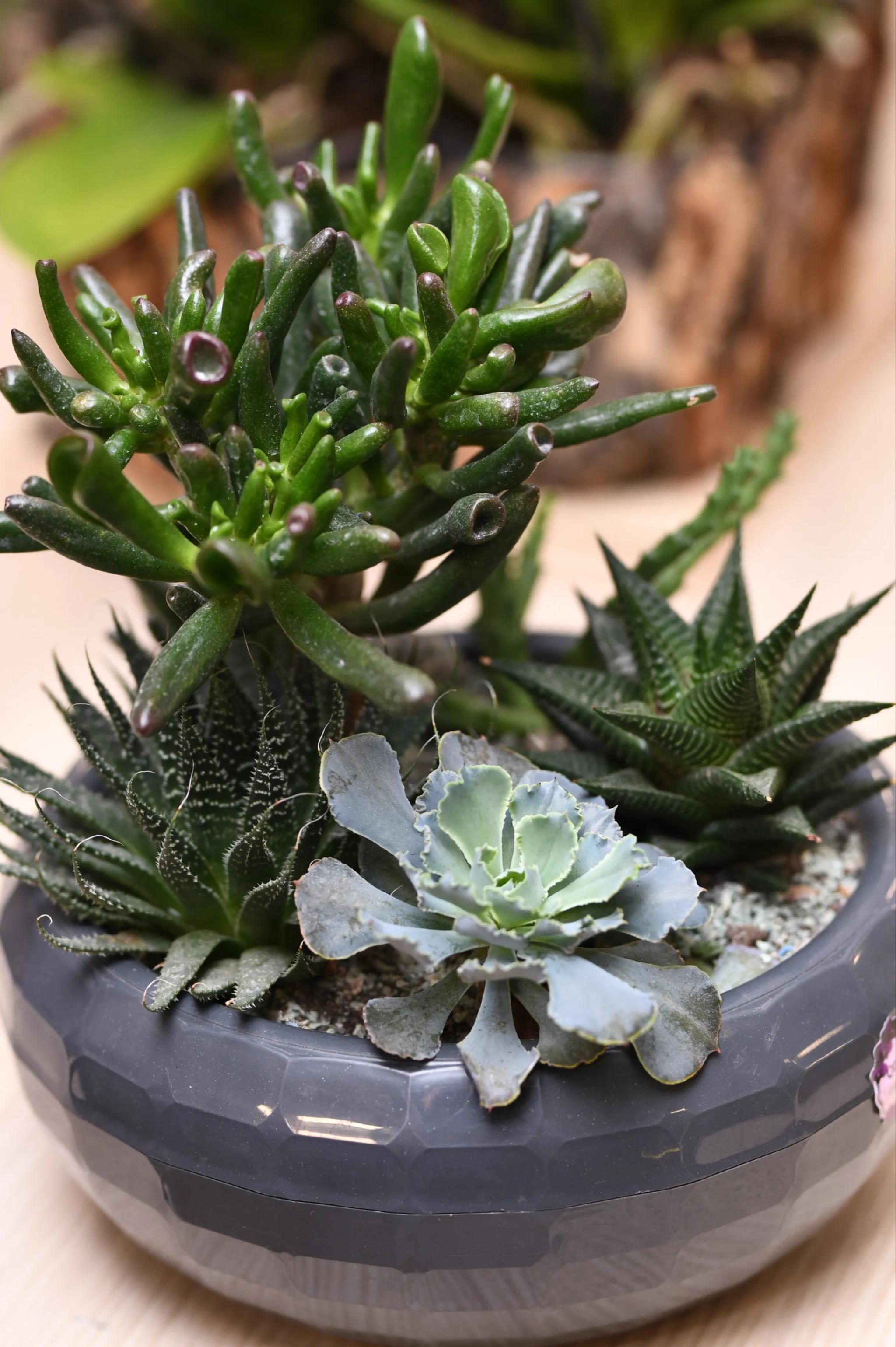 Succulent composition | ծաղիկներ, ծաղկեպսակներ, բույսեր Երևան Succulent composition | ծաղիկներ, ծաղկեպսակներ, բույսեր Երևան